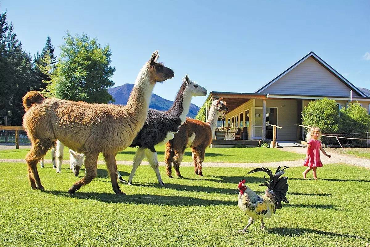 shamarra alpacas 羊驼农场之旅