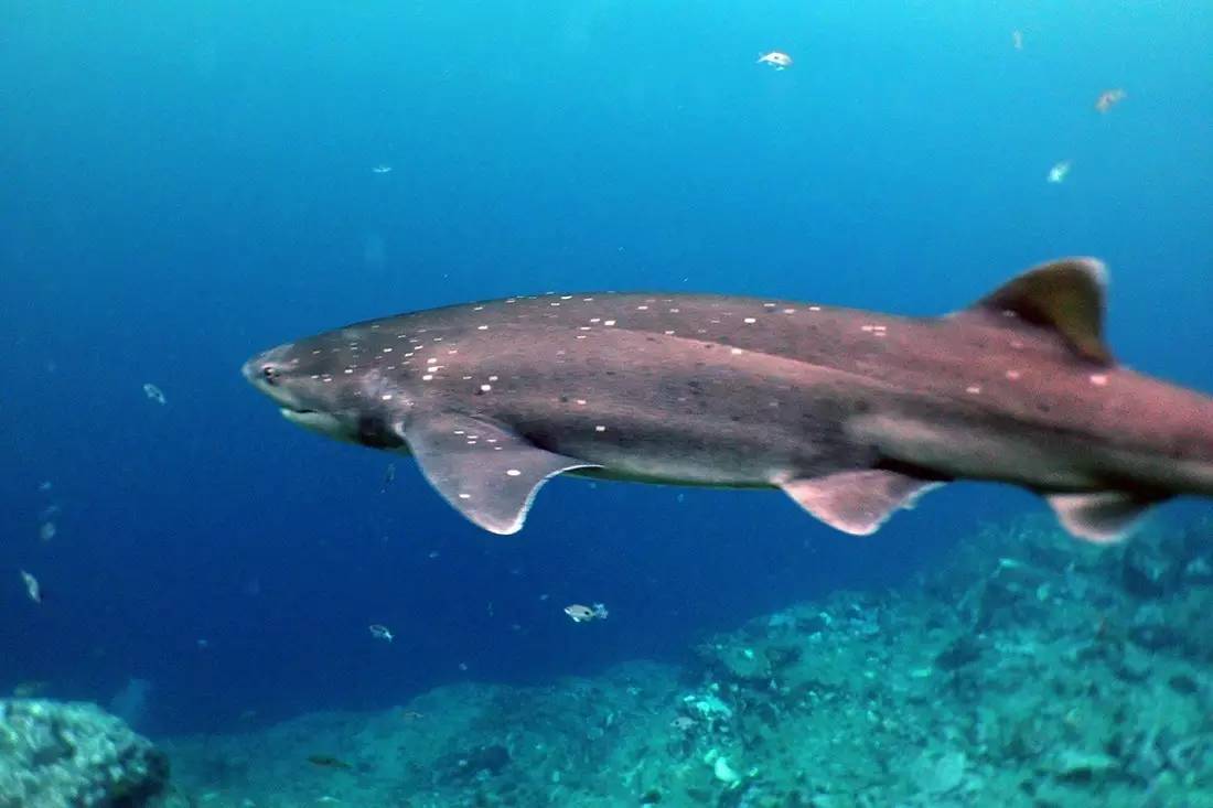 3米多长的七鳃鲨(seven gill shark),是米福峡湾的常驻居民了.