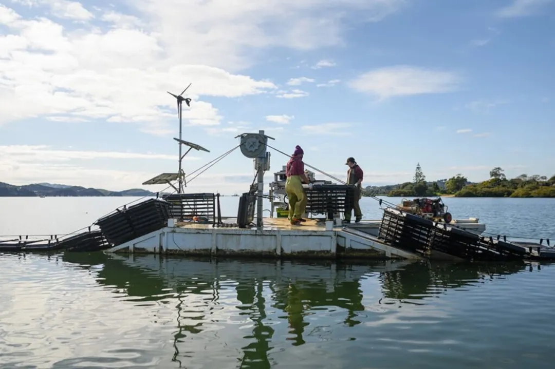 Qyster is based near Aroha Island in the Kerikeri inlet.